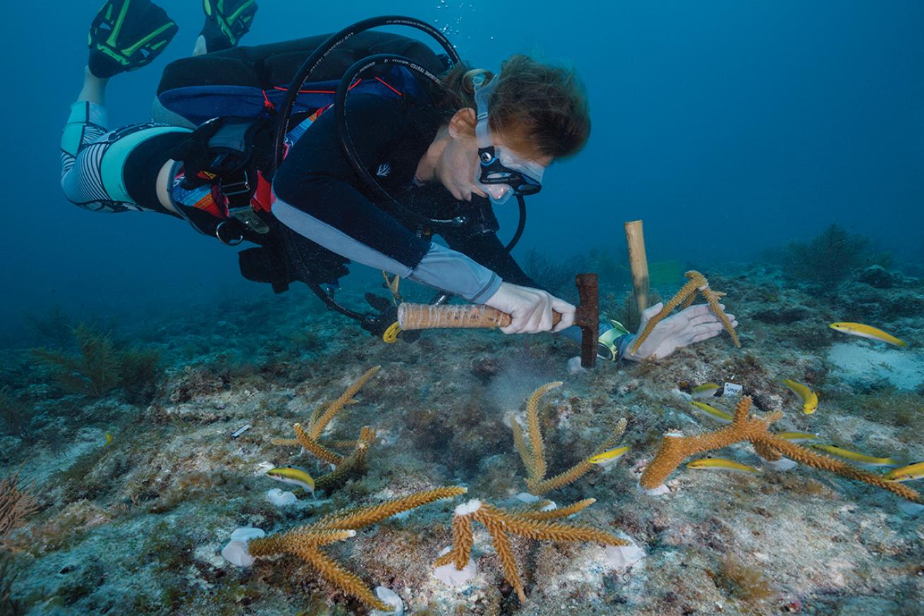 A diver attaches staghorn fragments to a shallow reef.