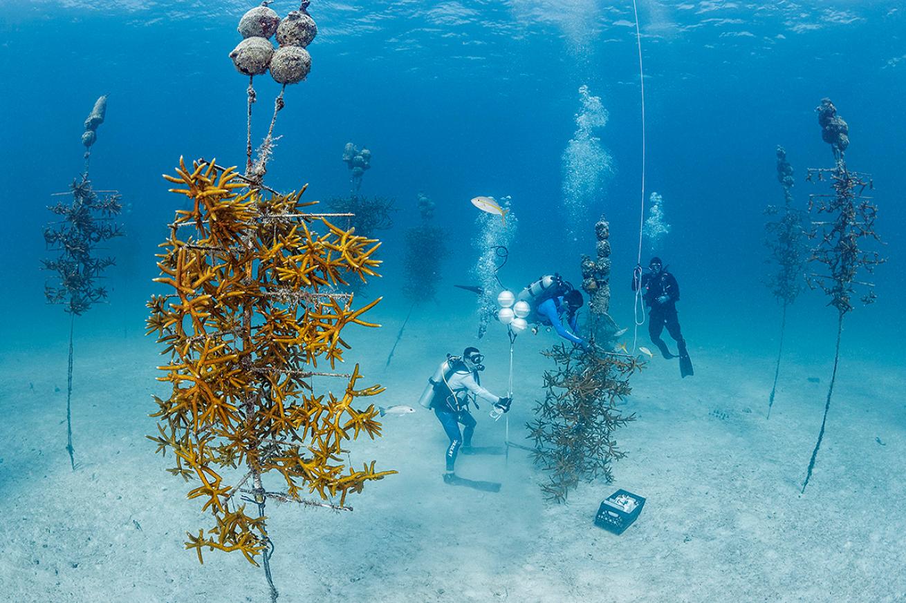 Divers tend to a Coral Restoration Foundation nursery off Key Largo.