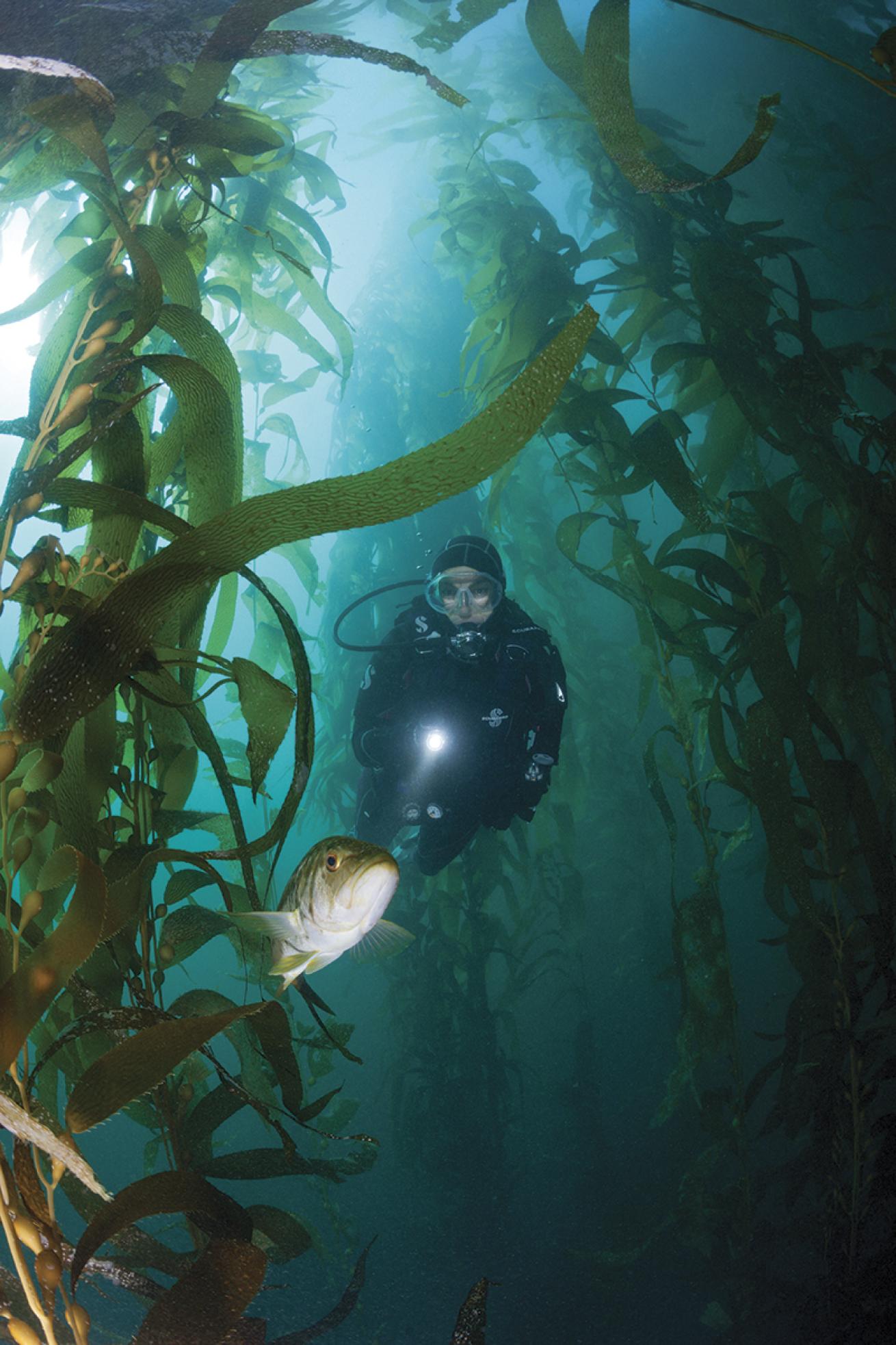 Diver off coast of California shines light at a fish.