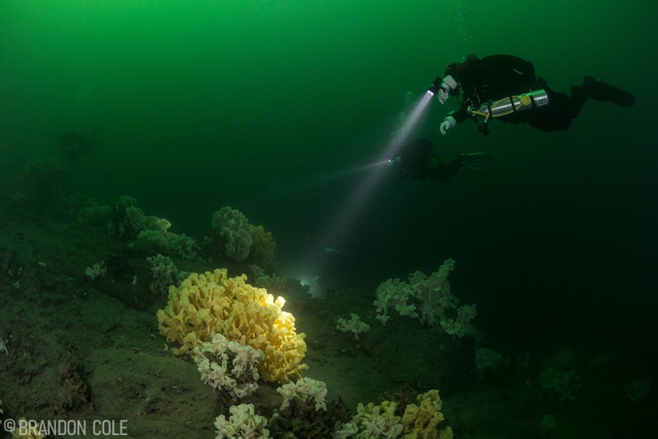 Scuba Divers Swim over Cloud Sponges
