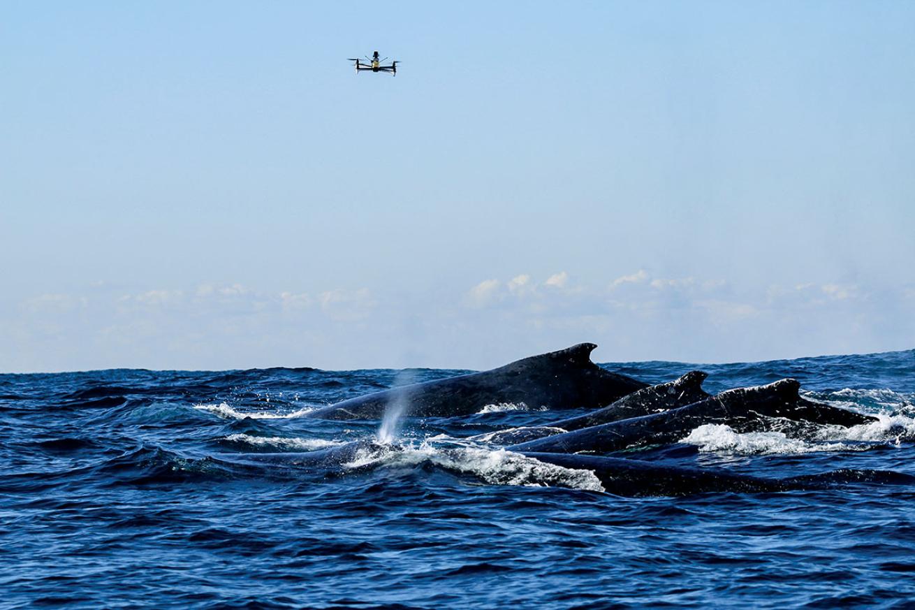 Whale and Drone