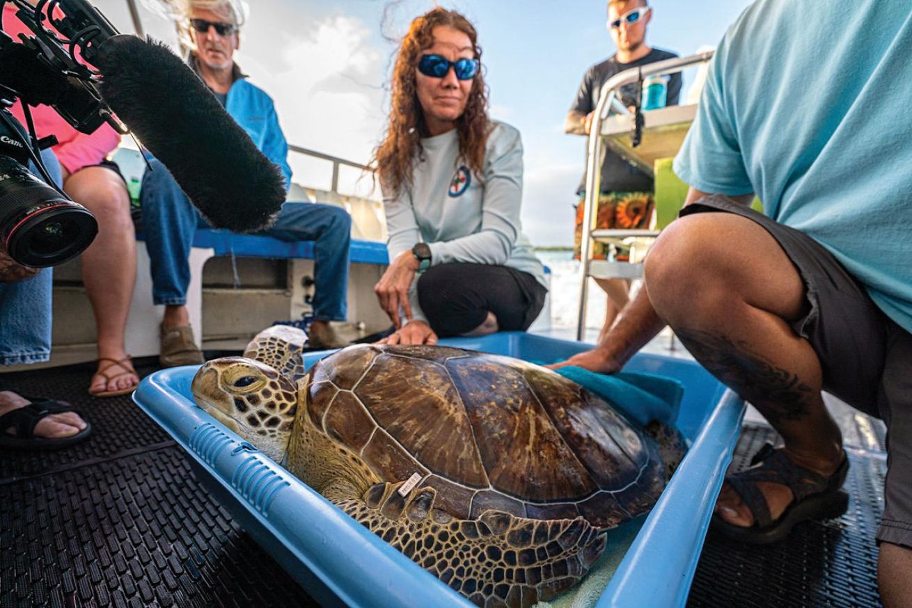 Key Dives Rescues Sea Turtle