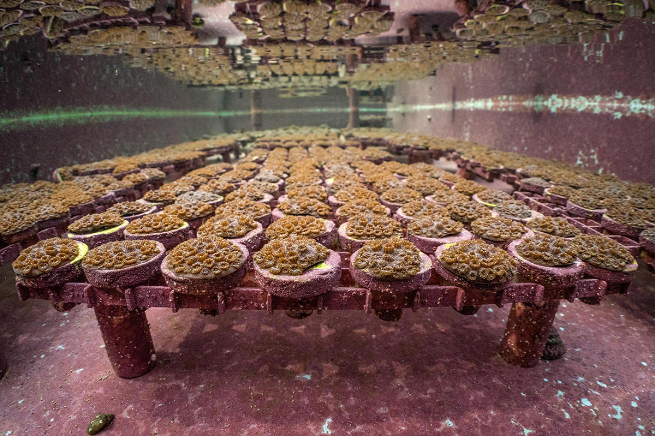 Miro-fragmented coral grow in Mote’s land-based nursery.