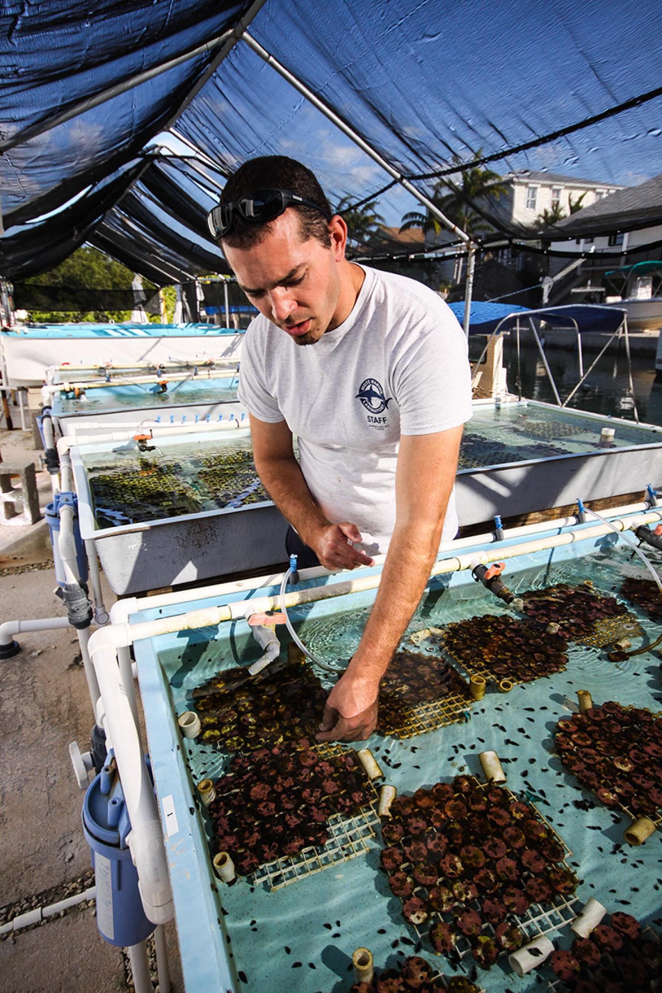 A Mote Marine Laboratory and Aquarium scientist tends to an above-ground nursery of micro-fragmented coral.