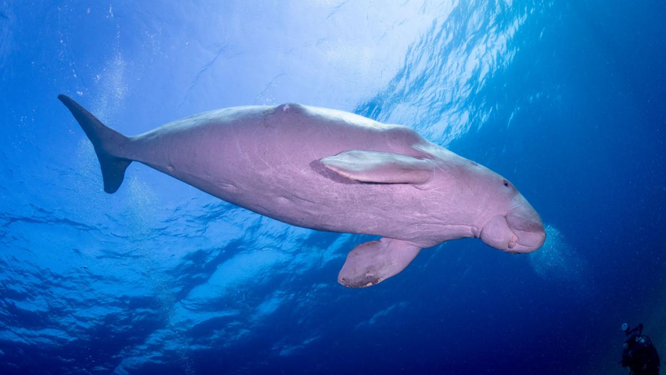 Dugong in Red Sea