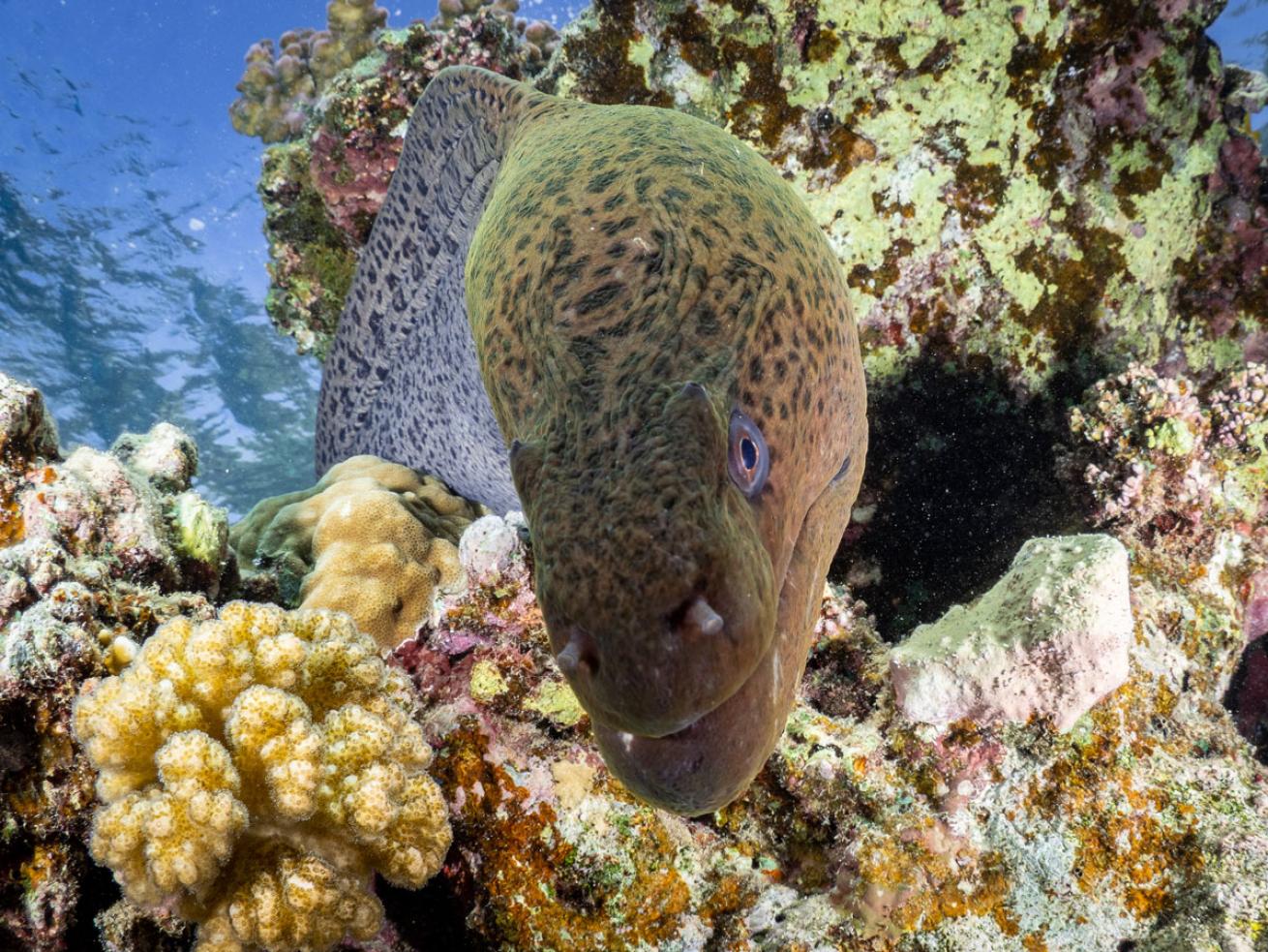 Moray Eel in Red Sea