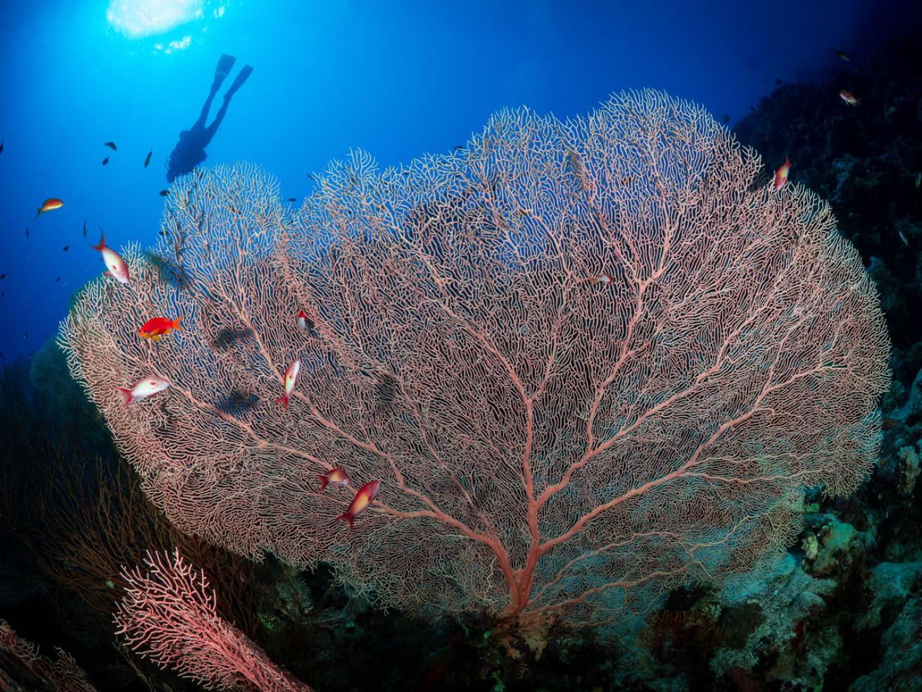 Sea Fan in Red Sea