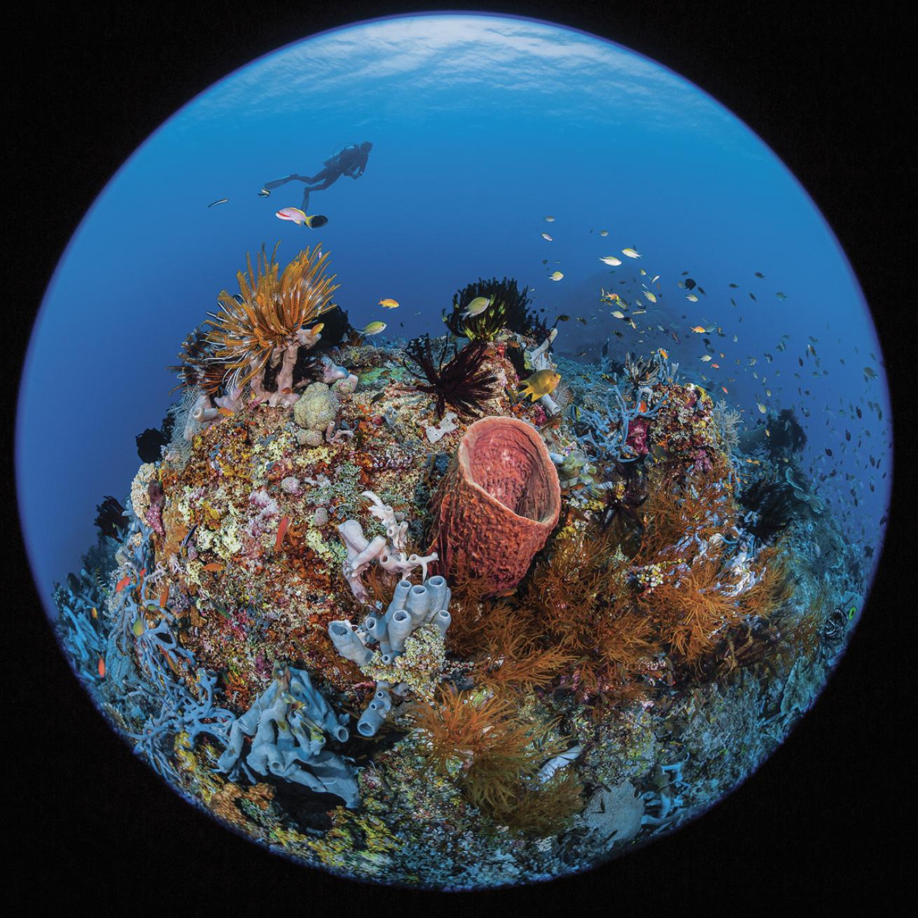 Reefs of Raja Ampat