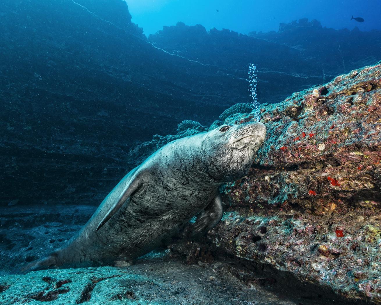 A Hawaiian Monk Seal