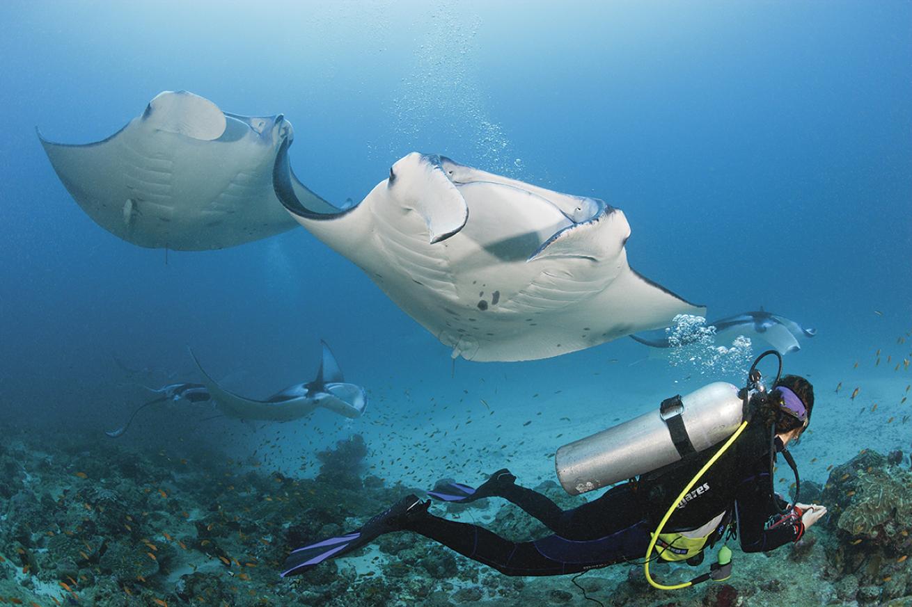 Scuba diver watches manta rays.