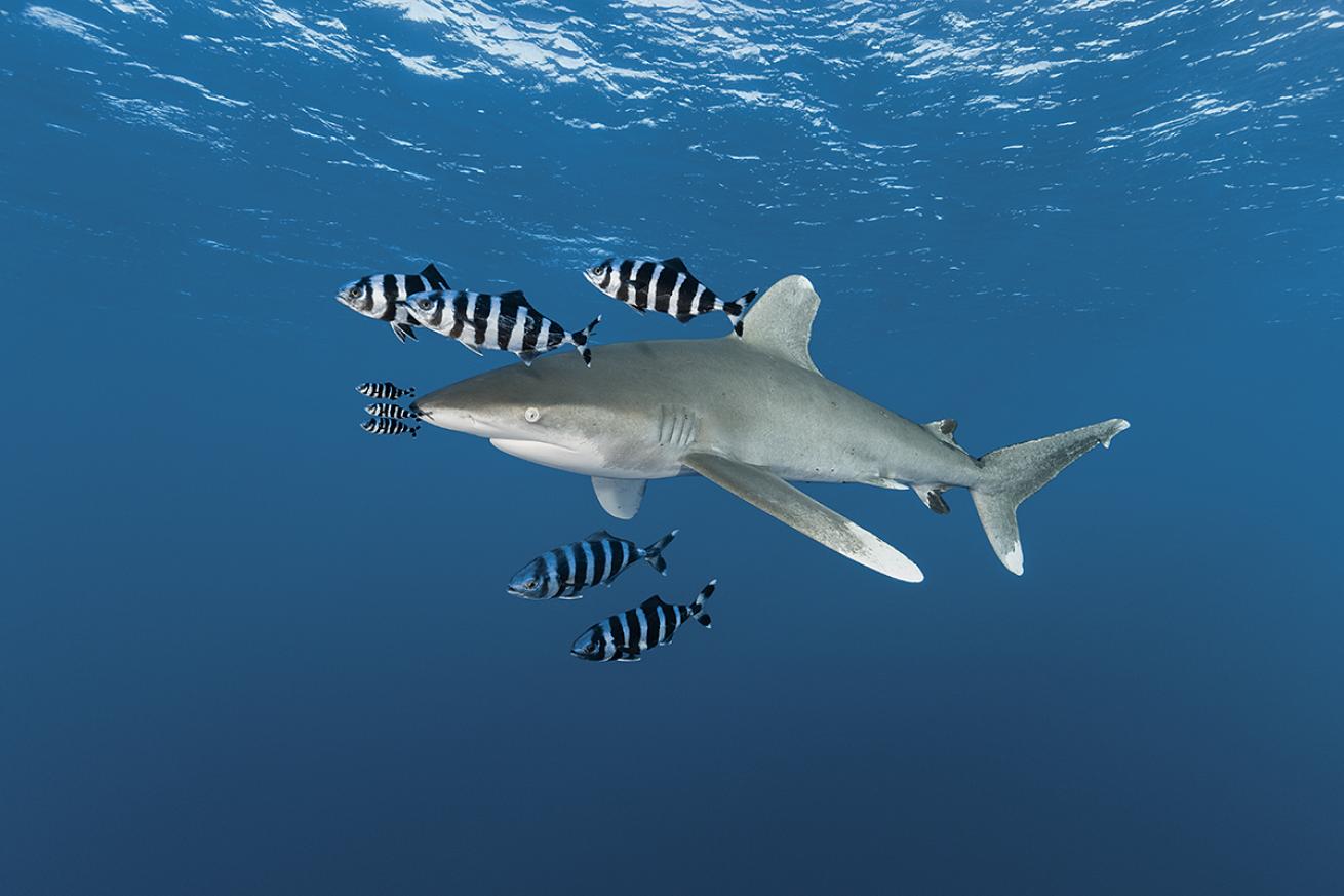An oceanic whitetip swims through the Red Sea.