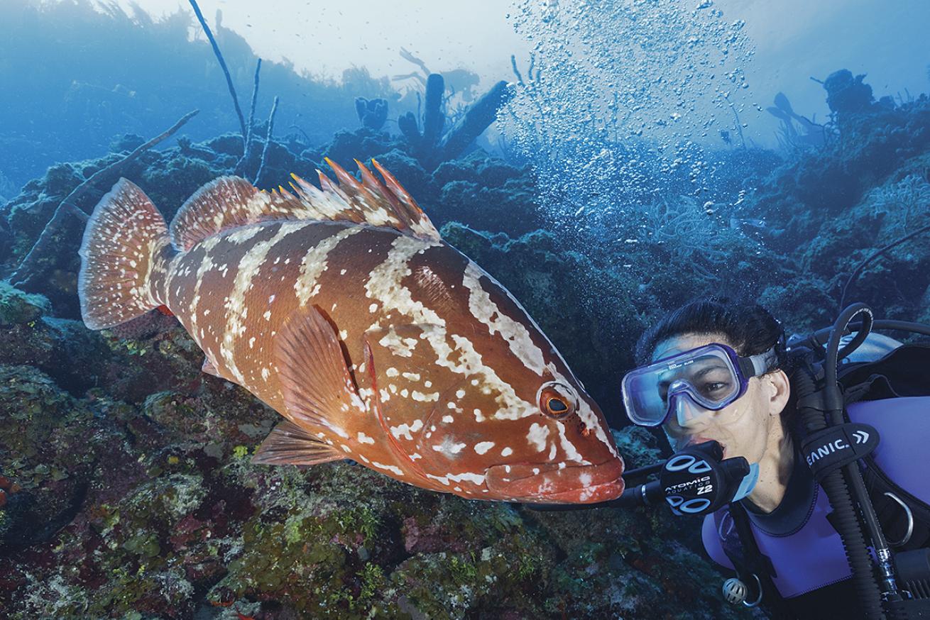 A nassau grouper inspects a scuba diver.