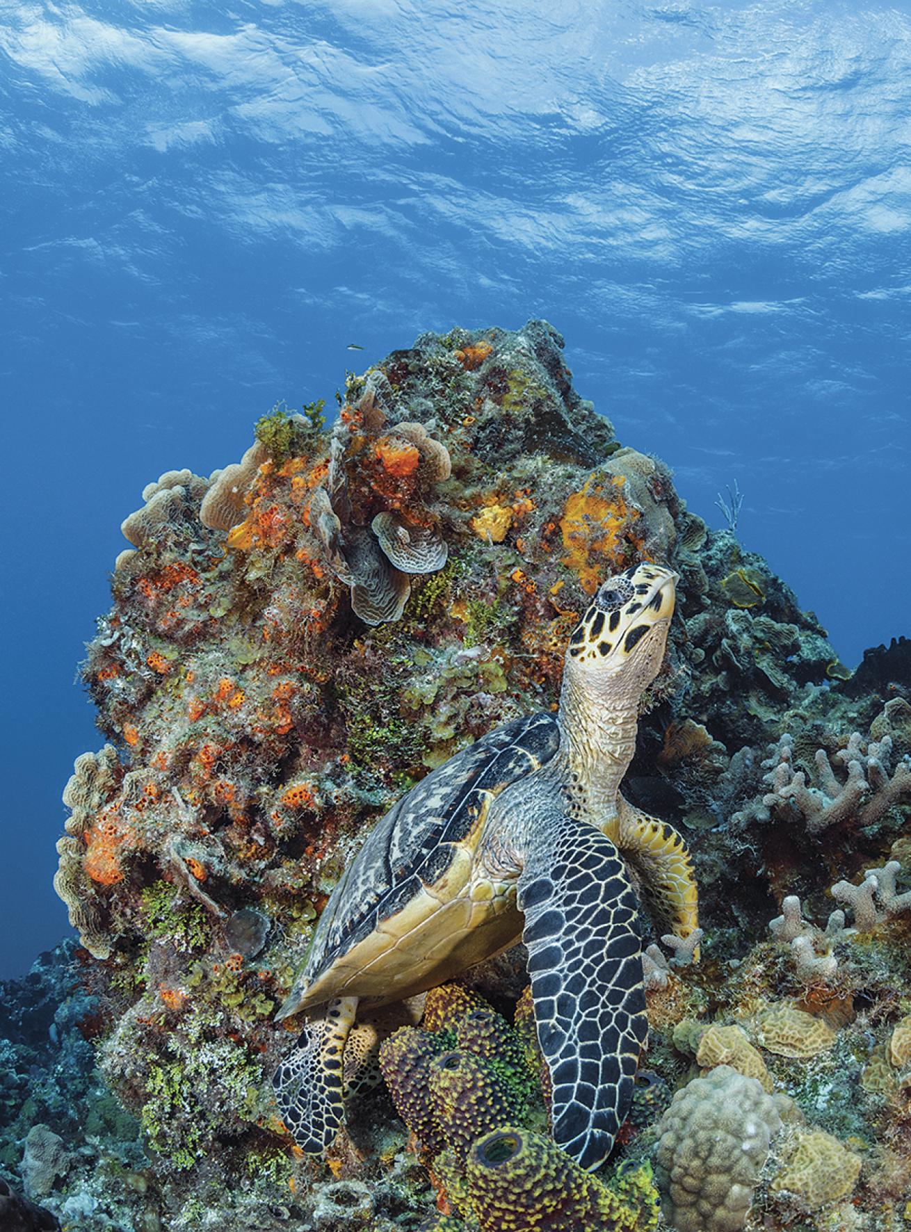 A sea turtle rests on a coral reef.