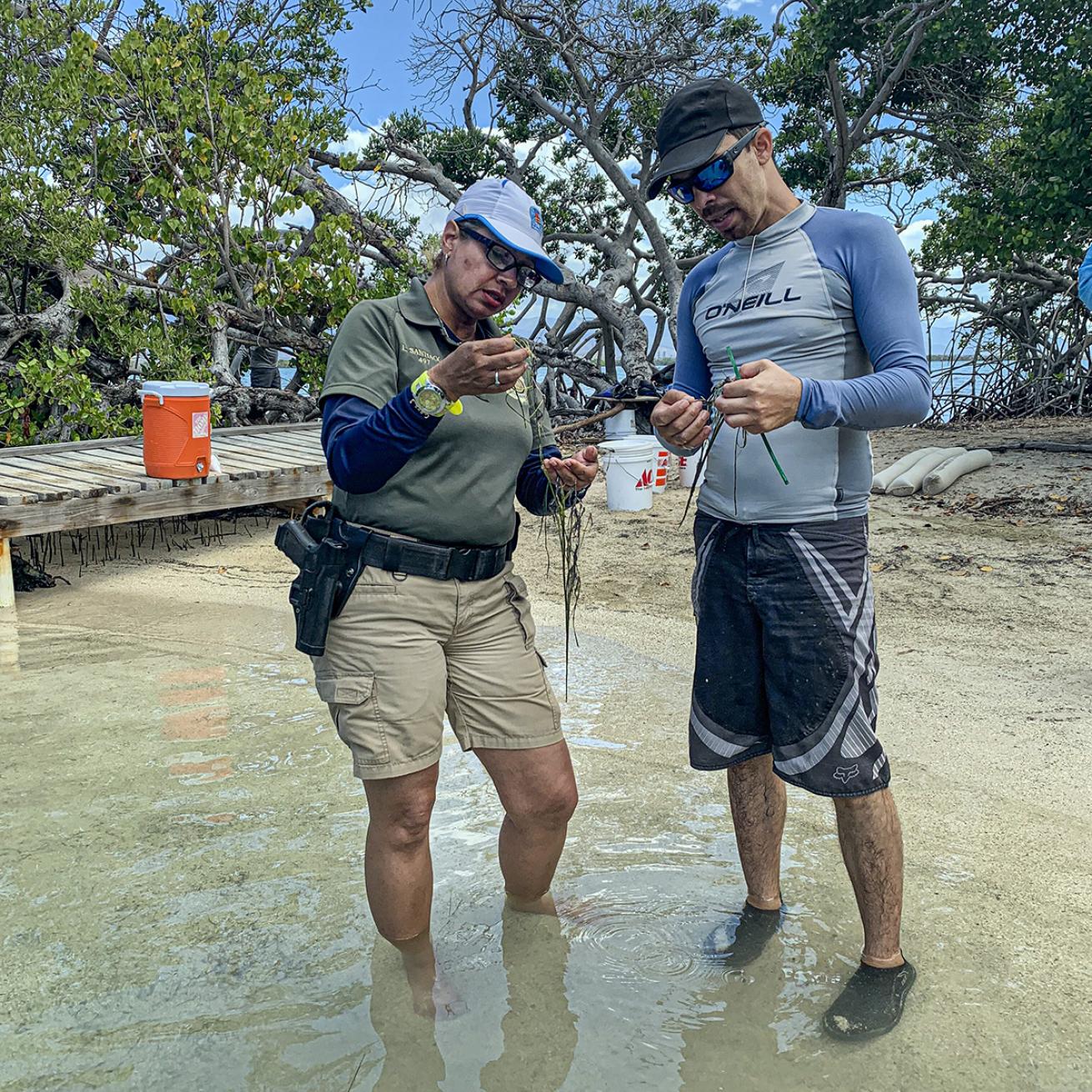 An Ocean Foundation restoration training workshop.  