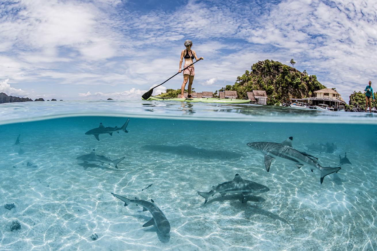 Woman paddle boards over sharks in Indonesia.