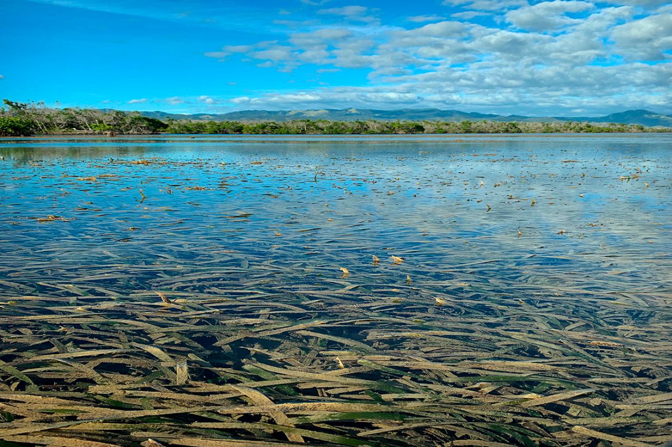 Turtle grass thrives in Jobos Bay