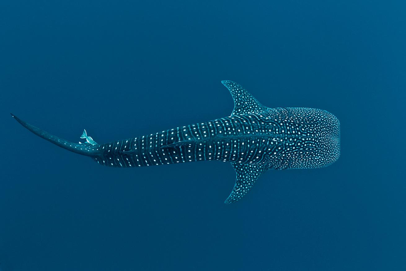 A whale shark swims through the ocean.