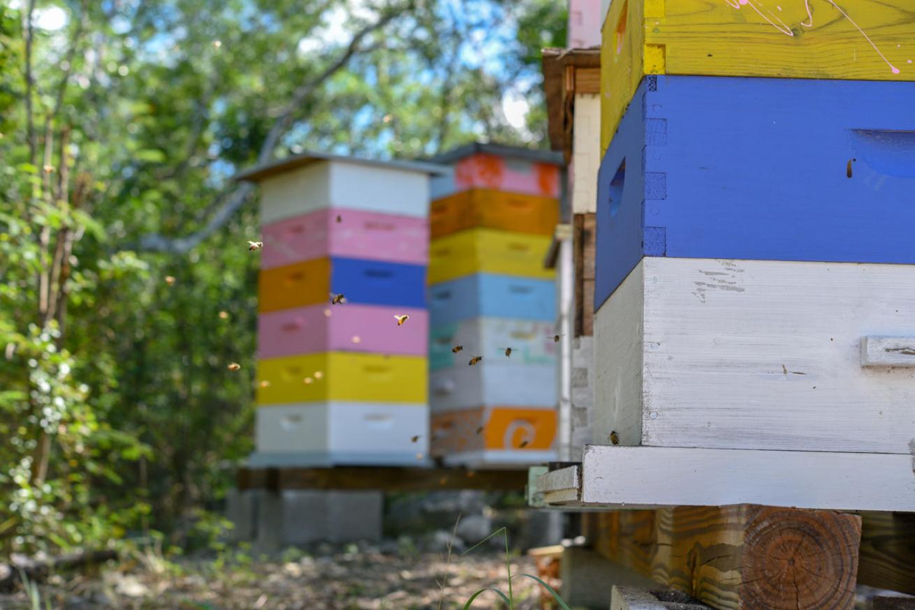 Bees in Exuma Bahamas