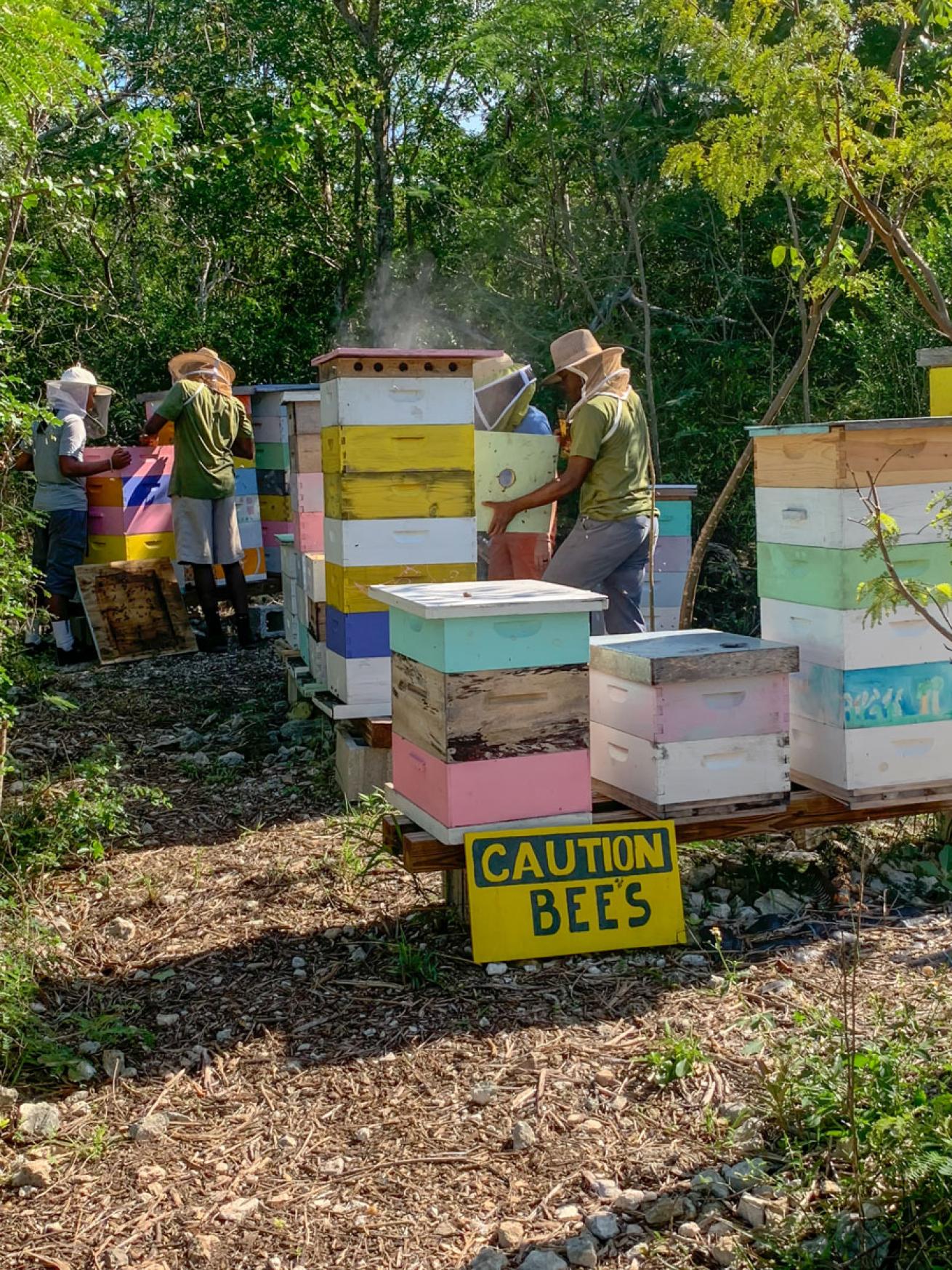Beekeepers in Exuma Bahamas