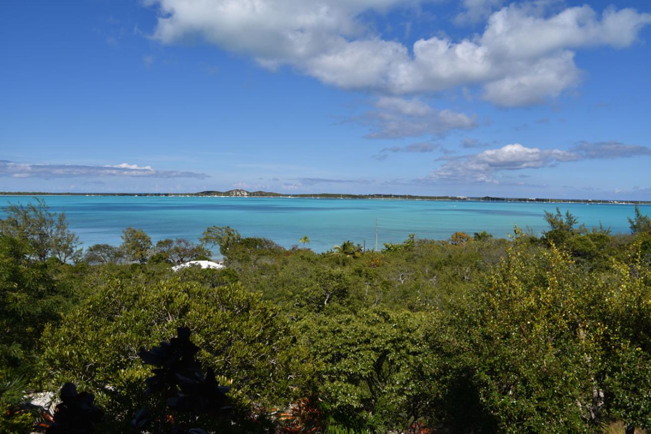 Exuma Bee Project