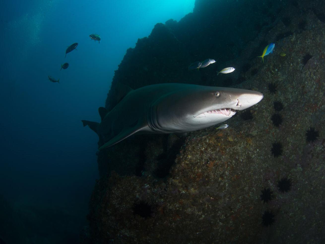 Grey Nurse Shark South West Rocks Dive Site