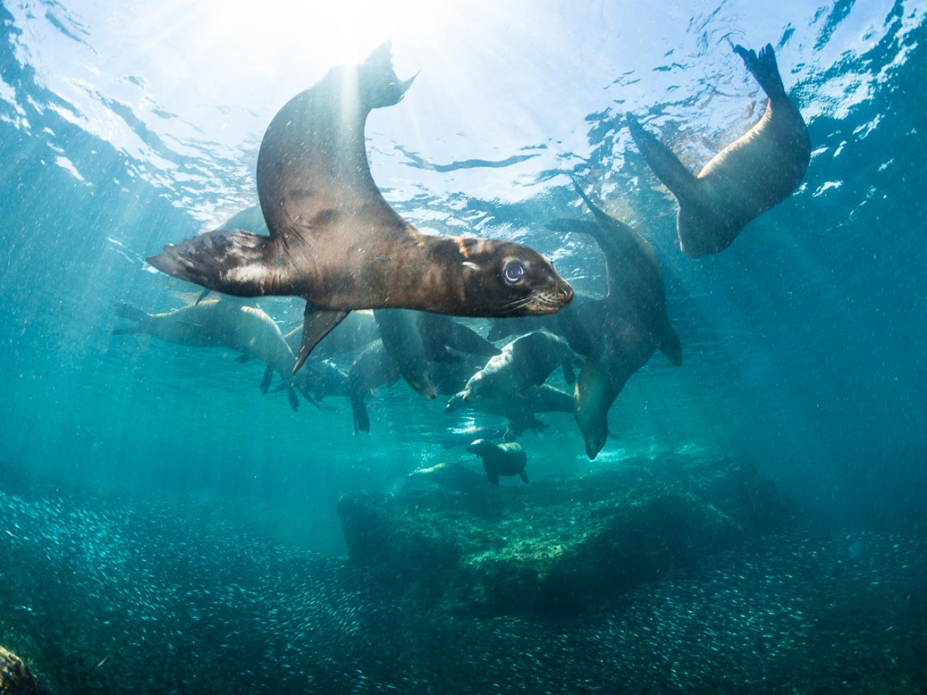 Seal and Sunburst Underwater