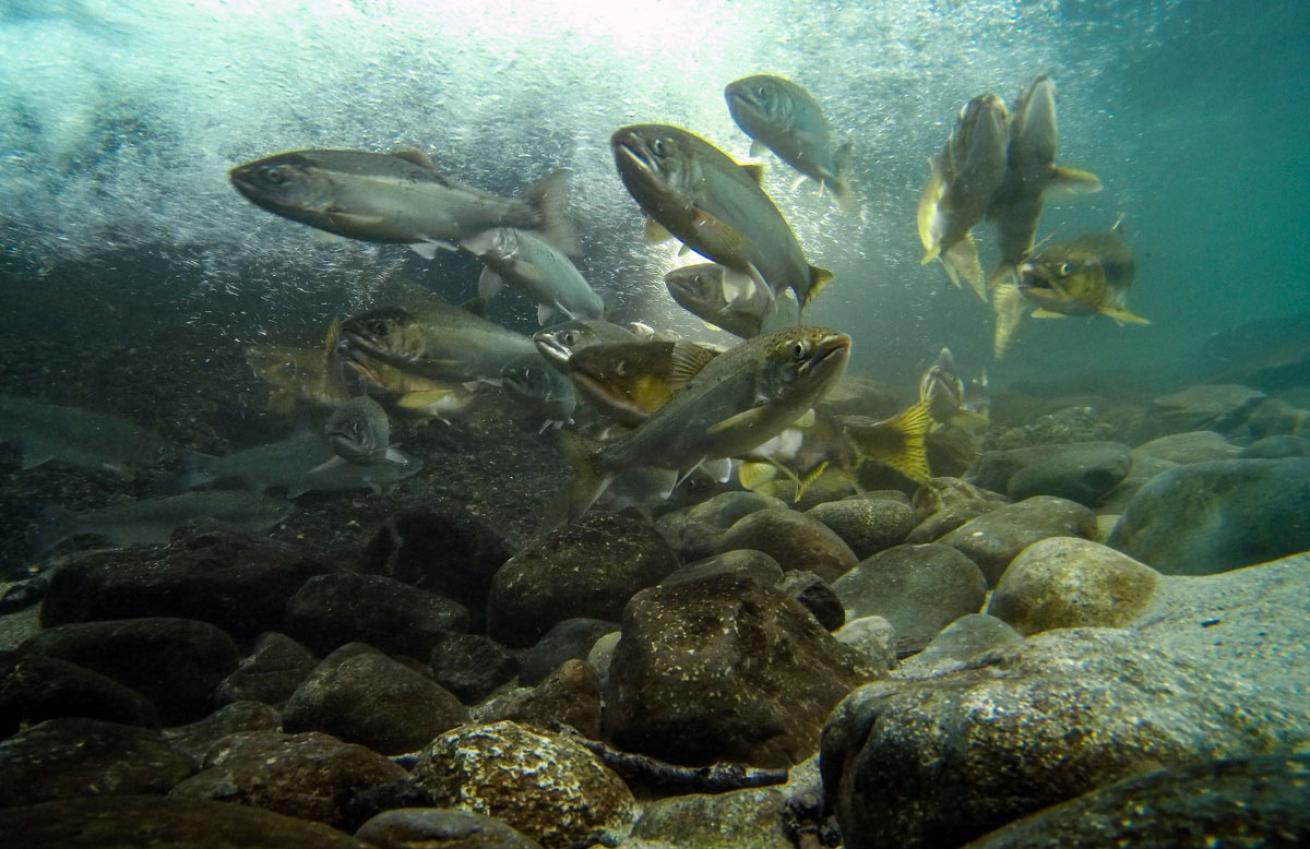 Salmon Running Upstream Campbell River