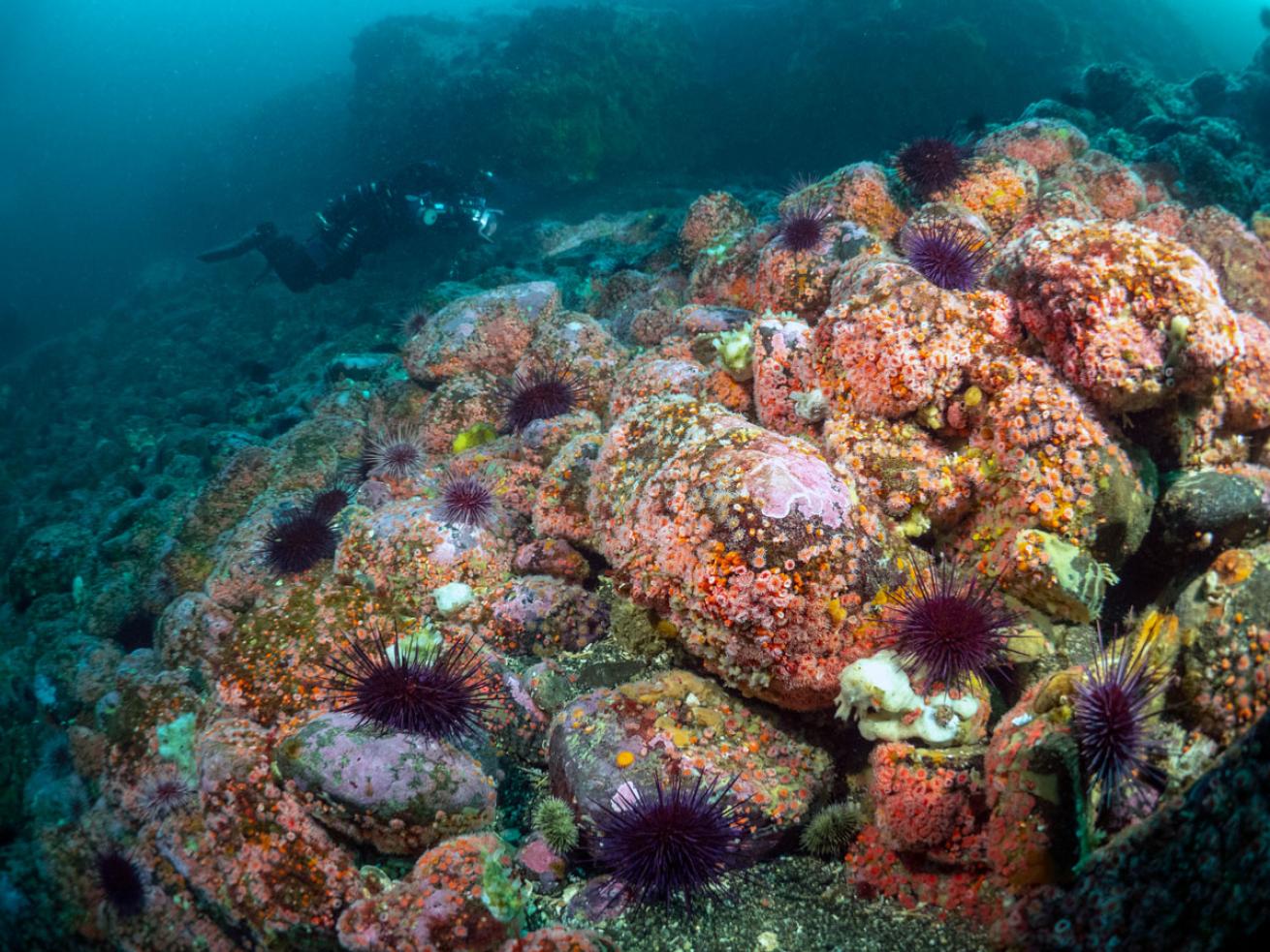 Scuba Diving with Strawberry Anemones Canada