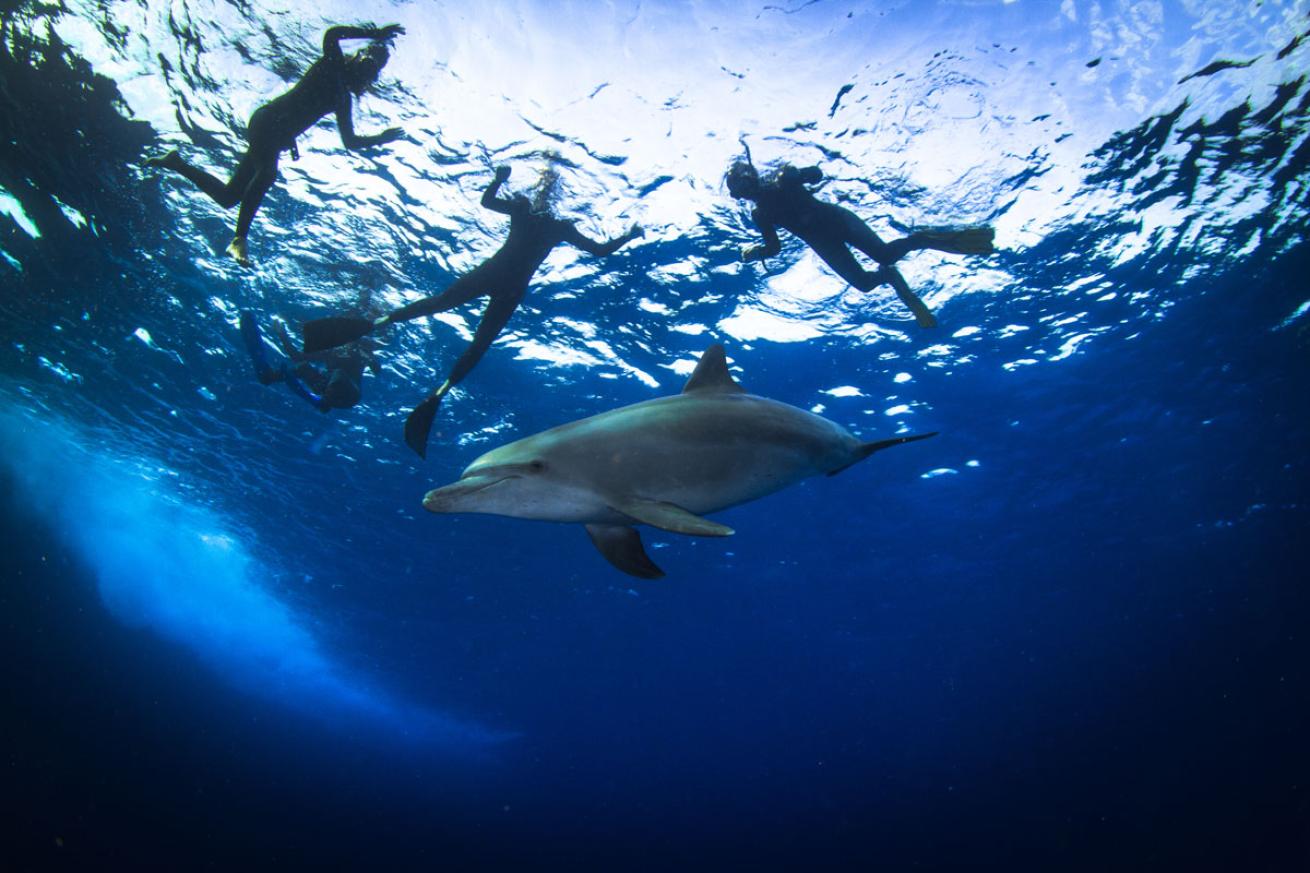 Dolphin with Snorkelers 