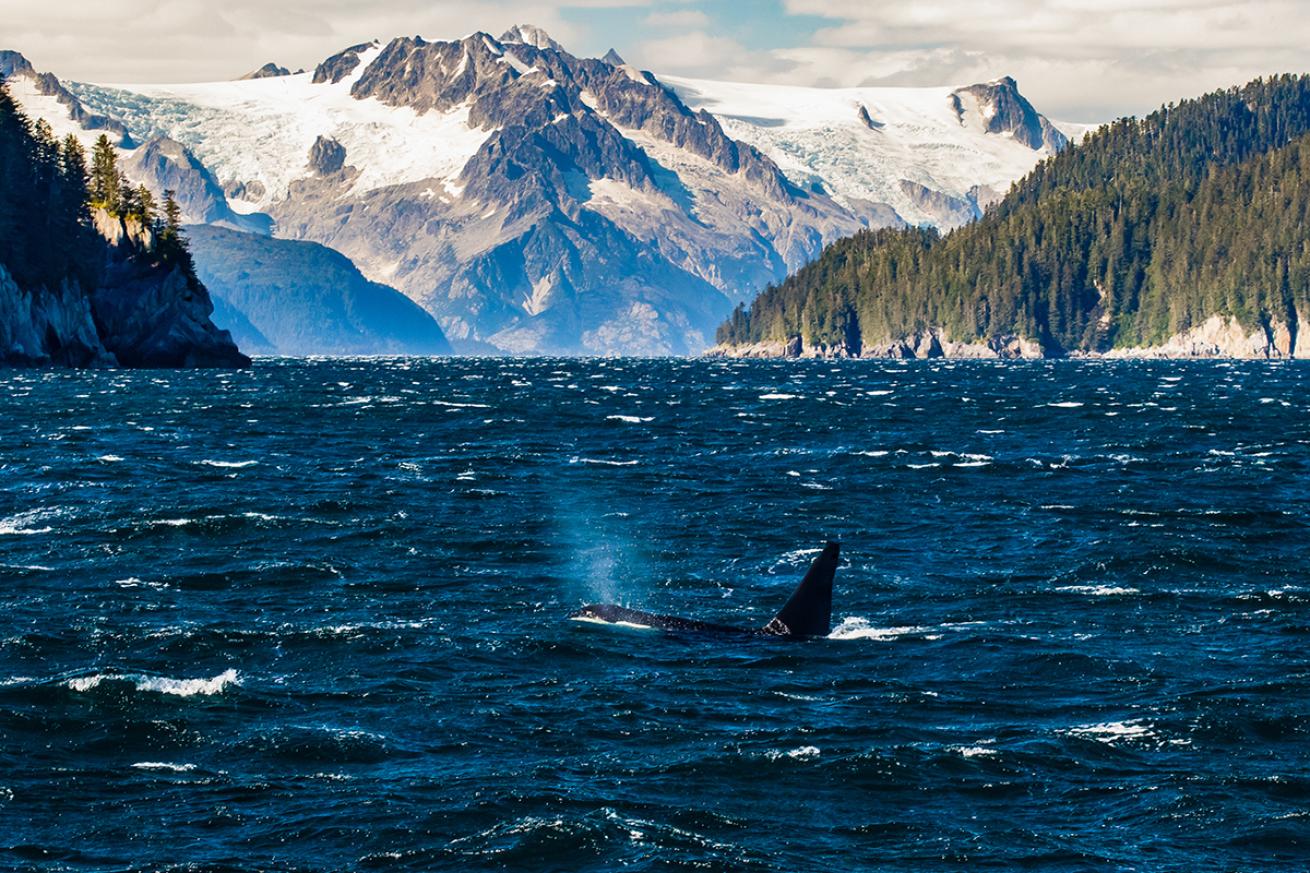 A killer whale breaches at Kenai Fjords National Park.