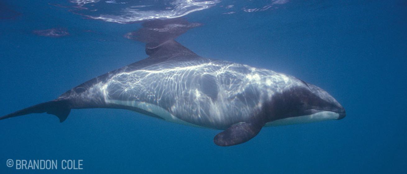 Hector's Dolphin New Zealand