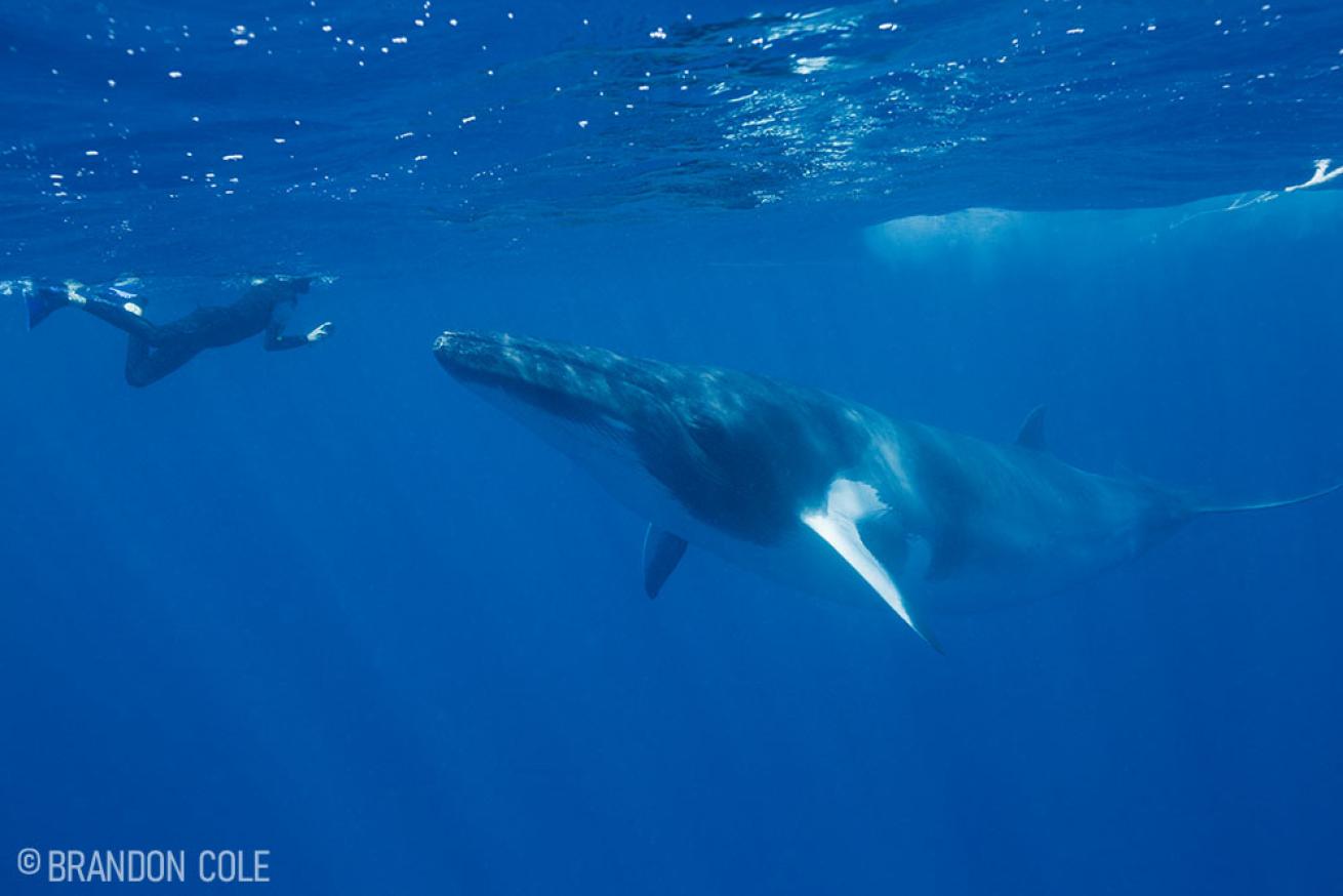 Minke Whale and Snorkeler Australia