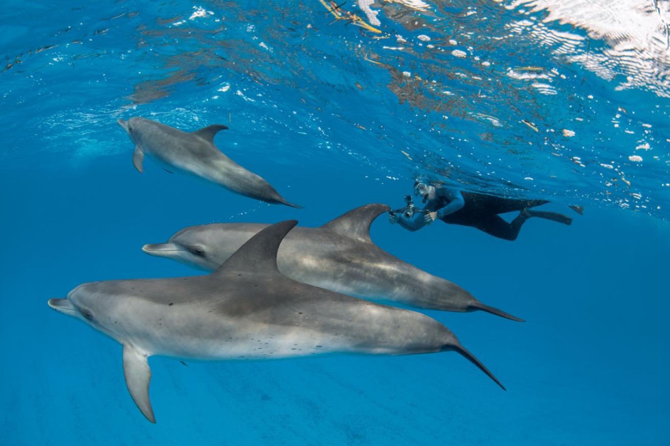 Denise Herzing Wild Dolphins