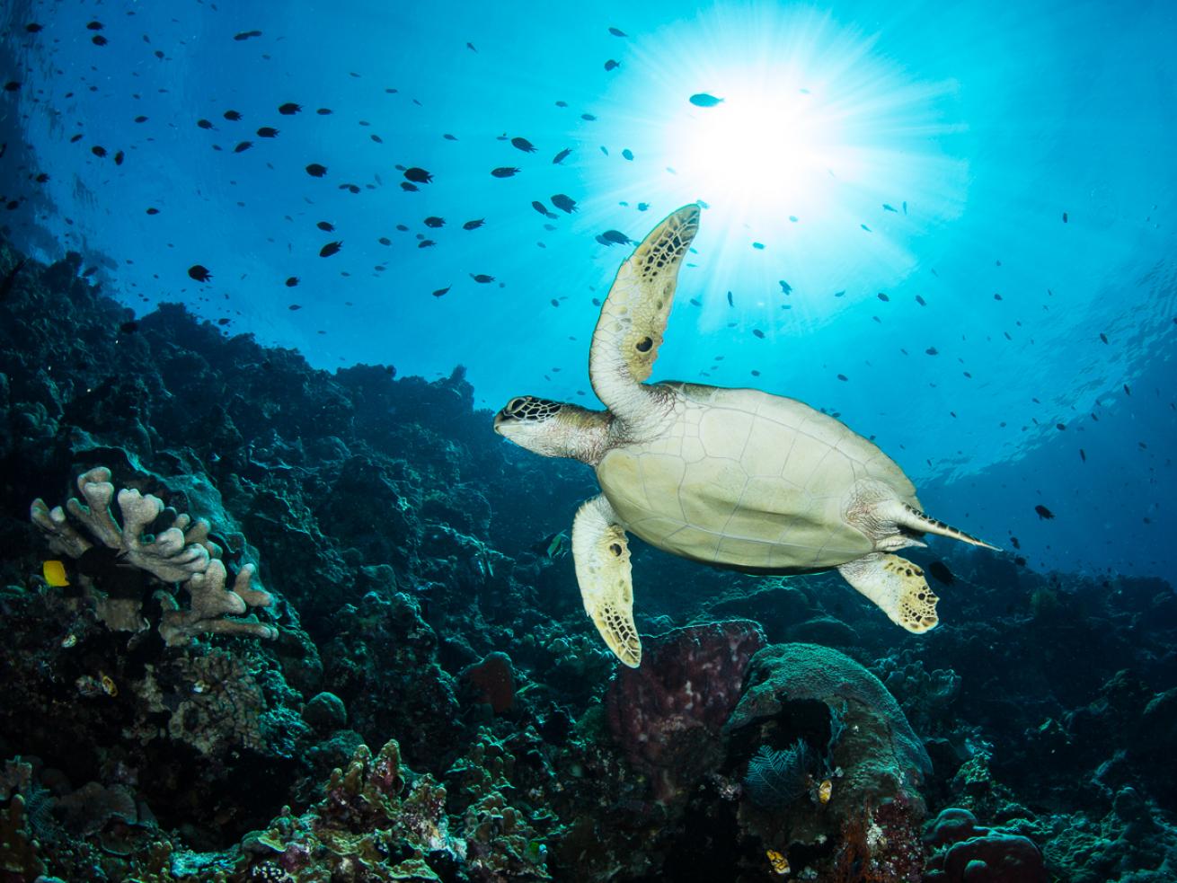 Sea Turtle and Sunburst Underwater