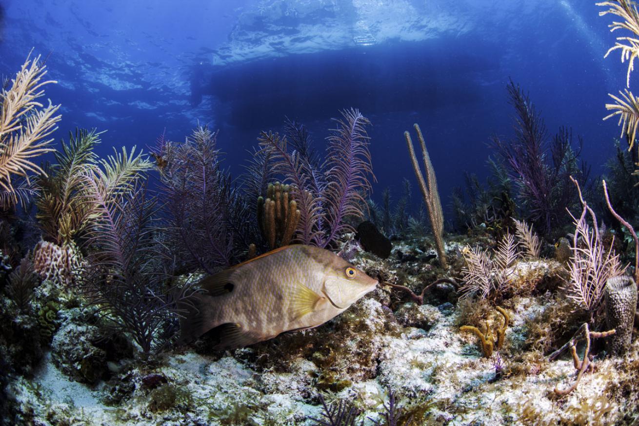 Hogfish in Key Largo Florida