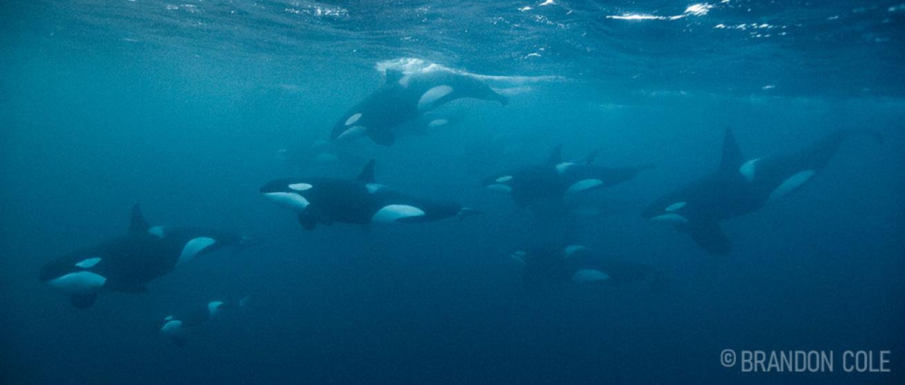 Orca Whales in Norway