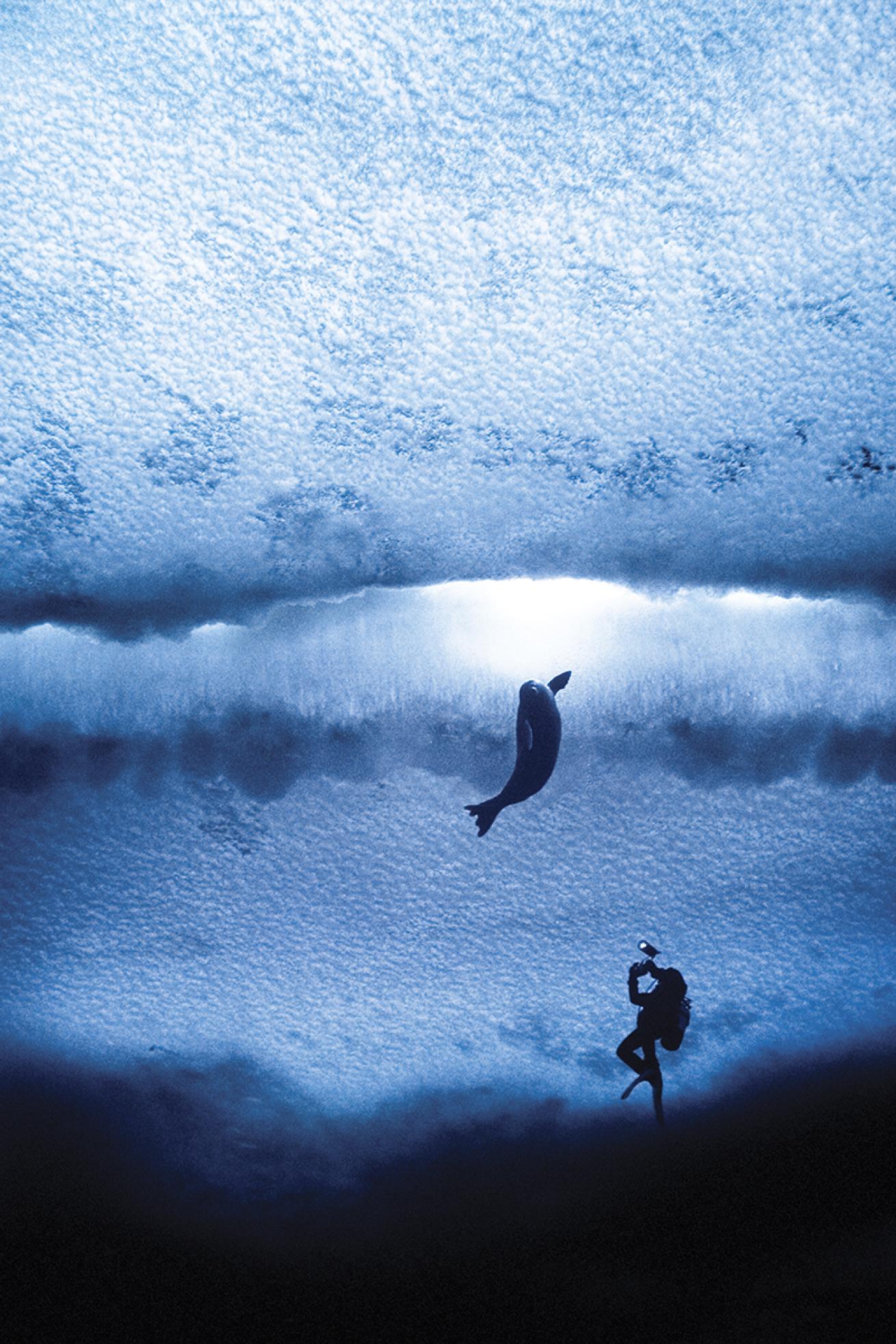Antarctic diver photographs seal