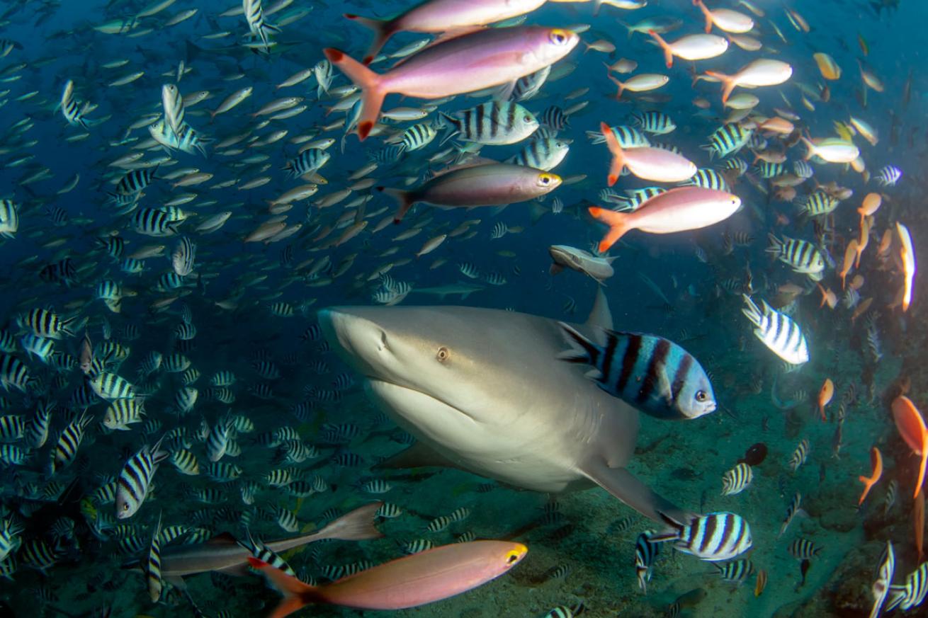 Bull Shark in Beqa Lagoon