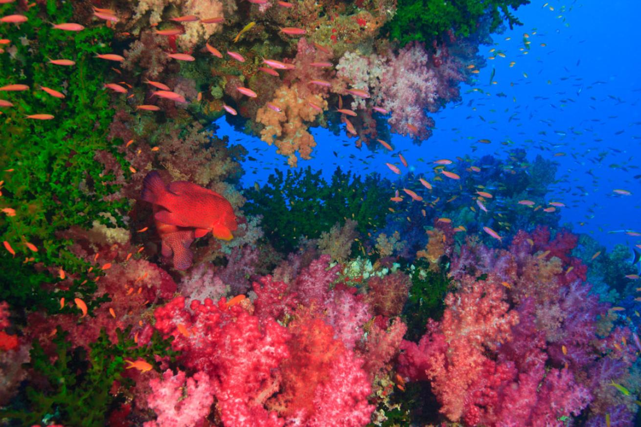 Colorful Corals in Bligh Water Fiji
