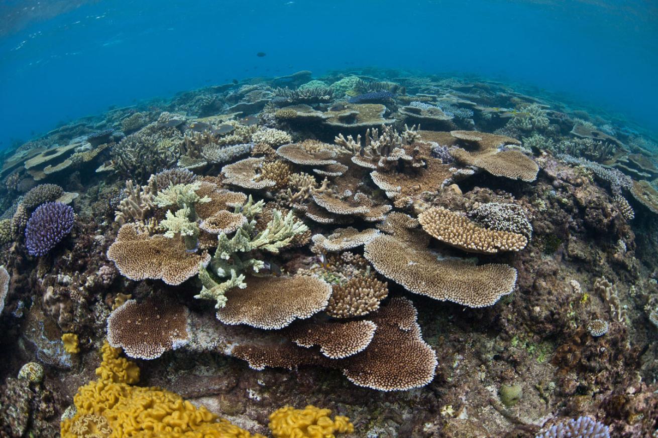 Coral Colonies in Kadavu Fiji
