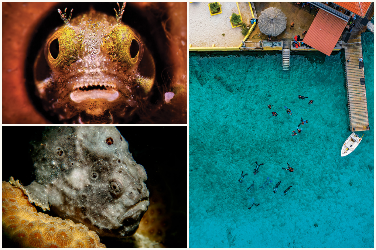 Bonaire diving collage
