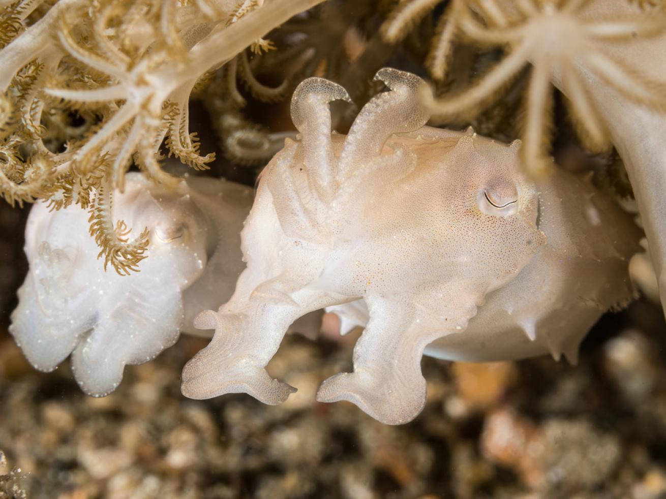 Cuttlefish Underwater