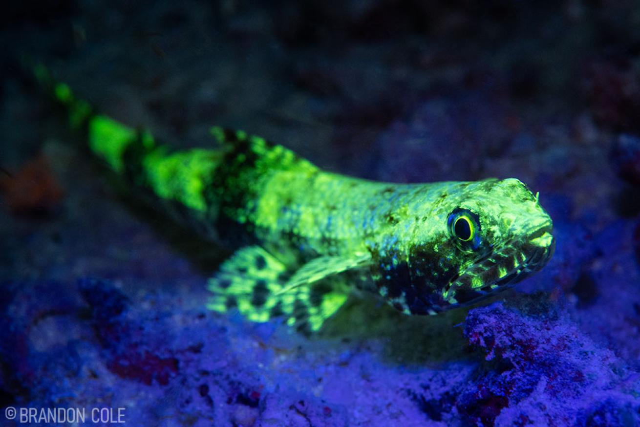 Biofluorescence Lizardfish
