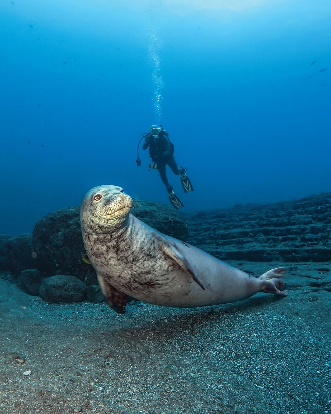 Hawaiian Monk Seal Kauai