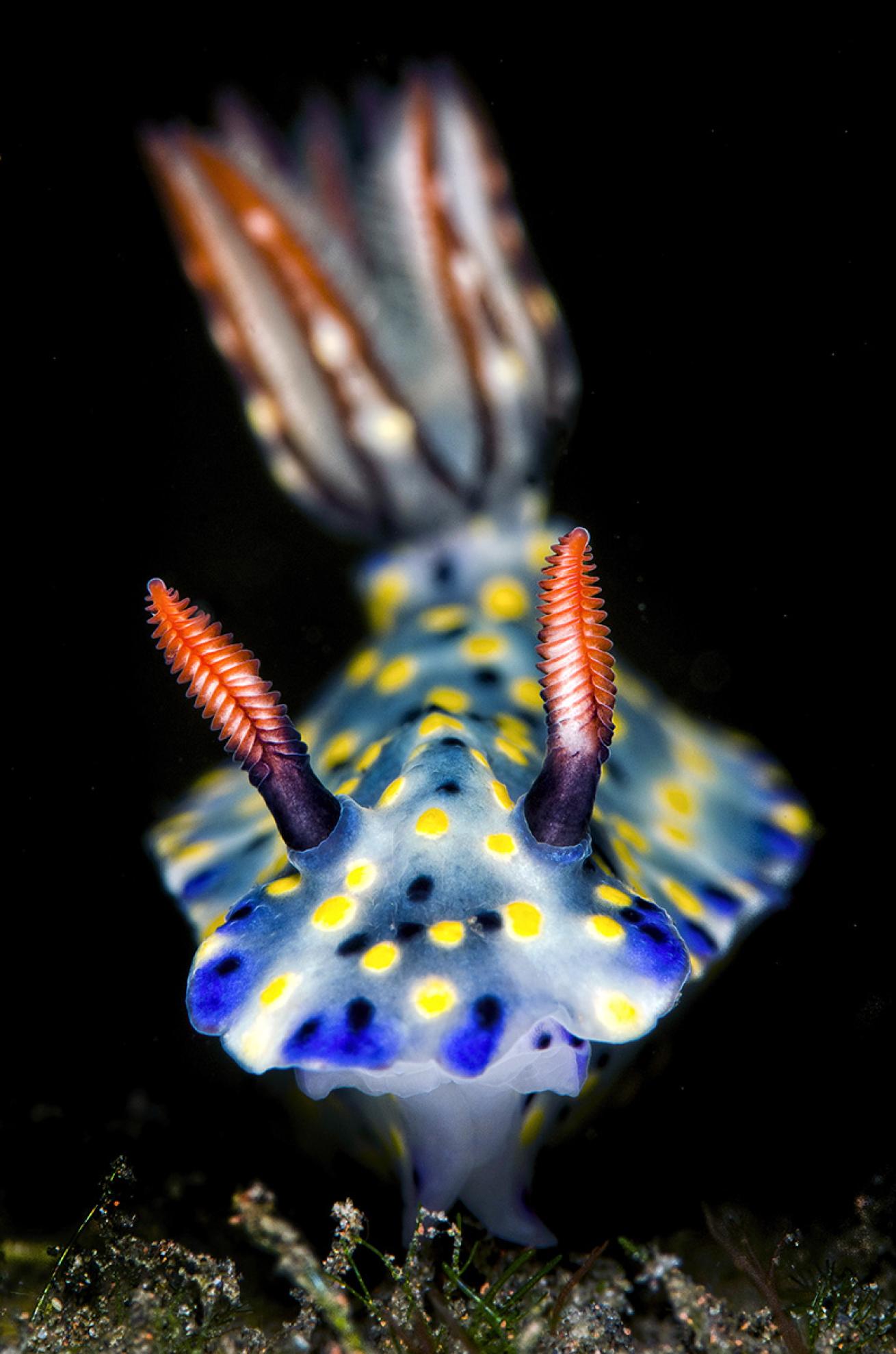 Macro nudibranch shot head-on