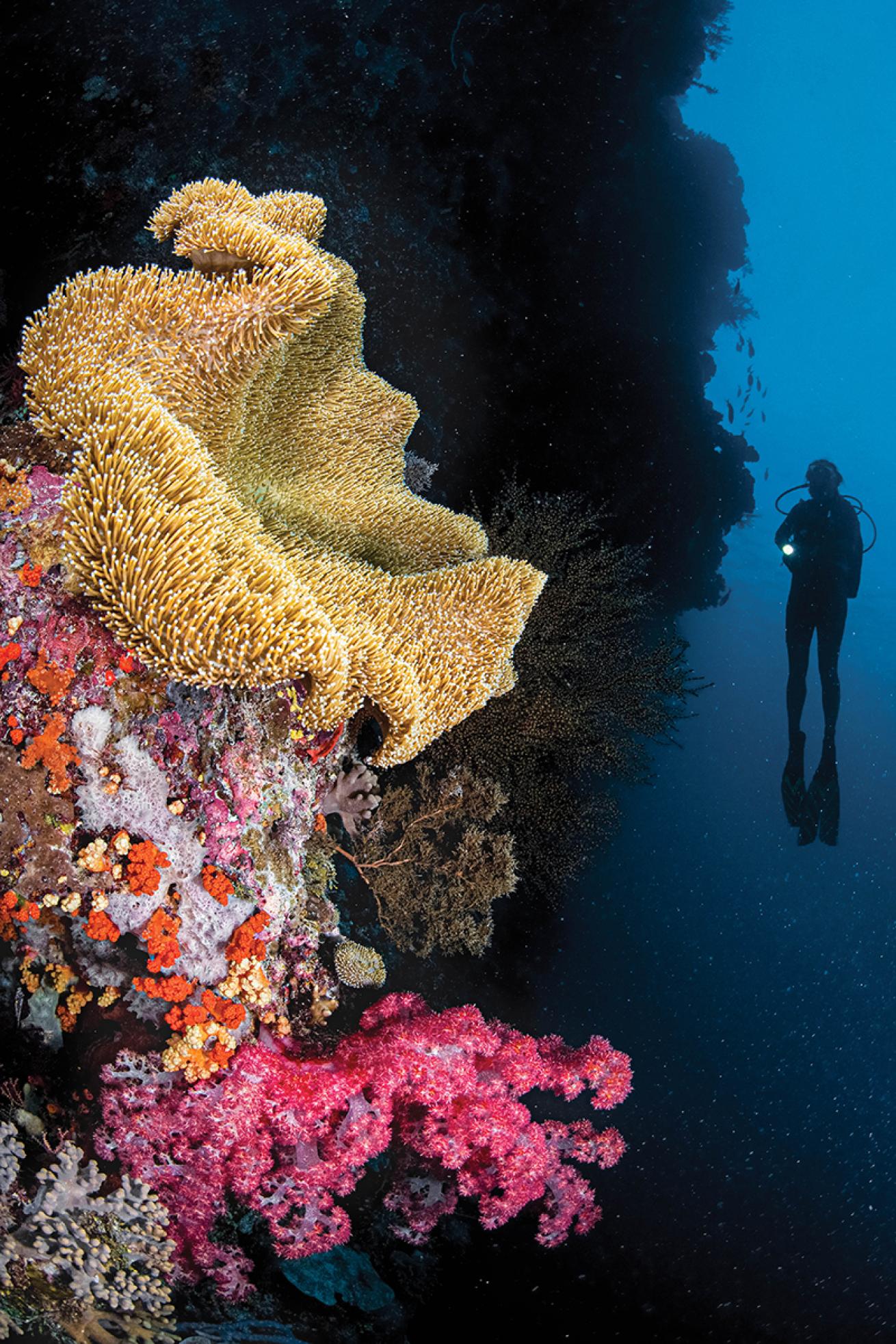 Coral in Wakatobi National Park