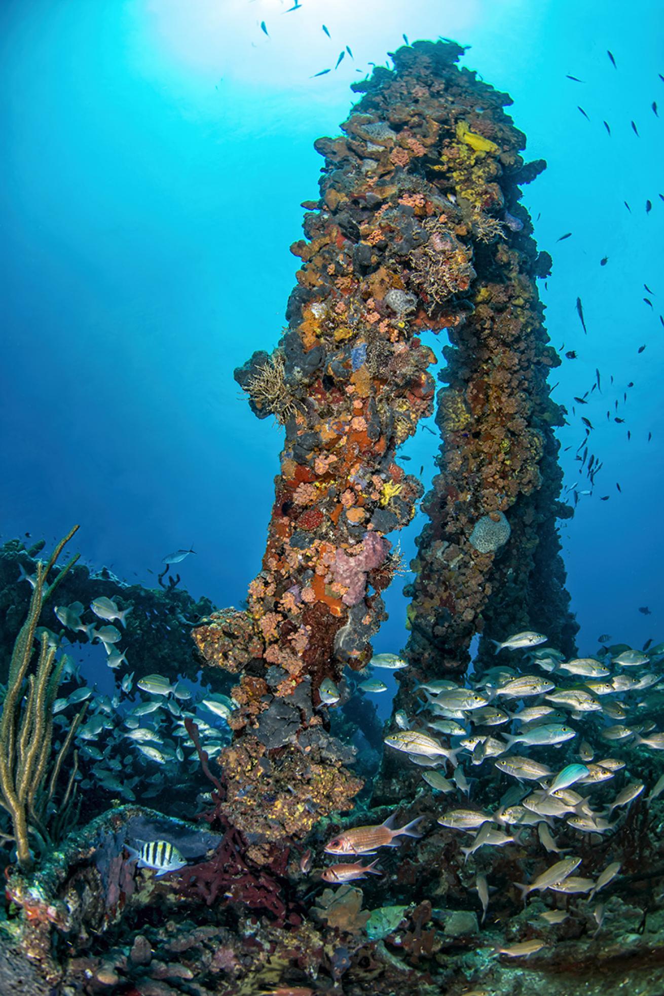 Coral-crusted RMS Rhone