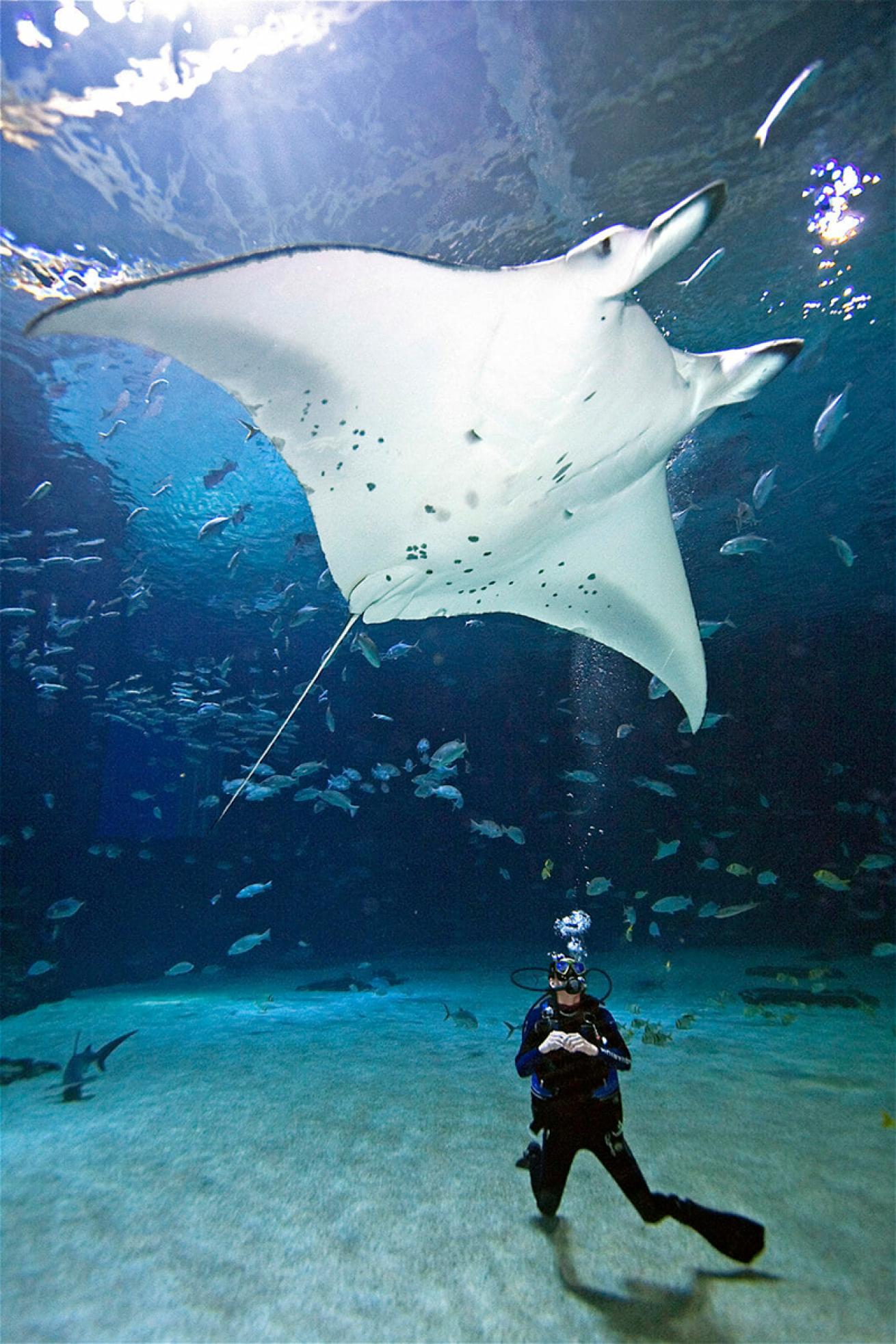 Diver and manta ray at Georgia Aquarium