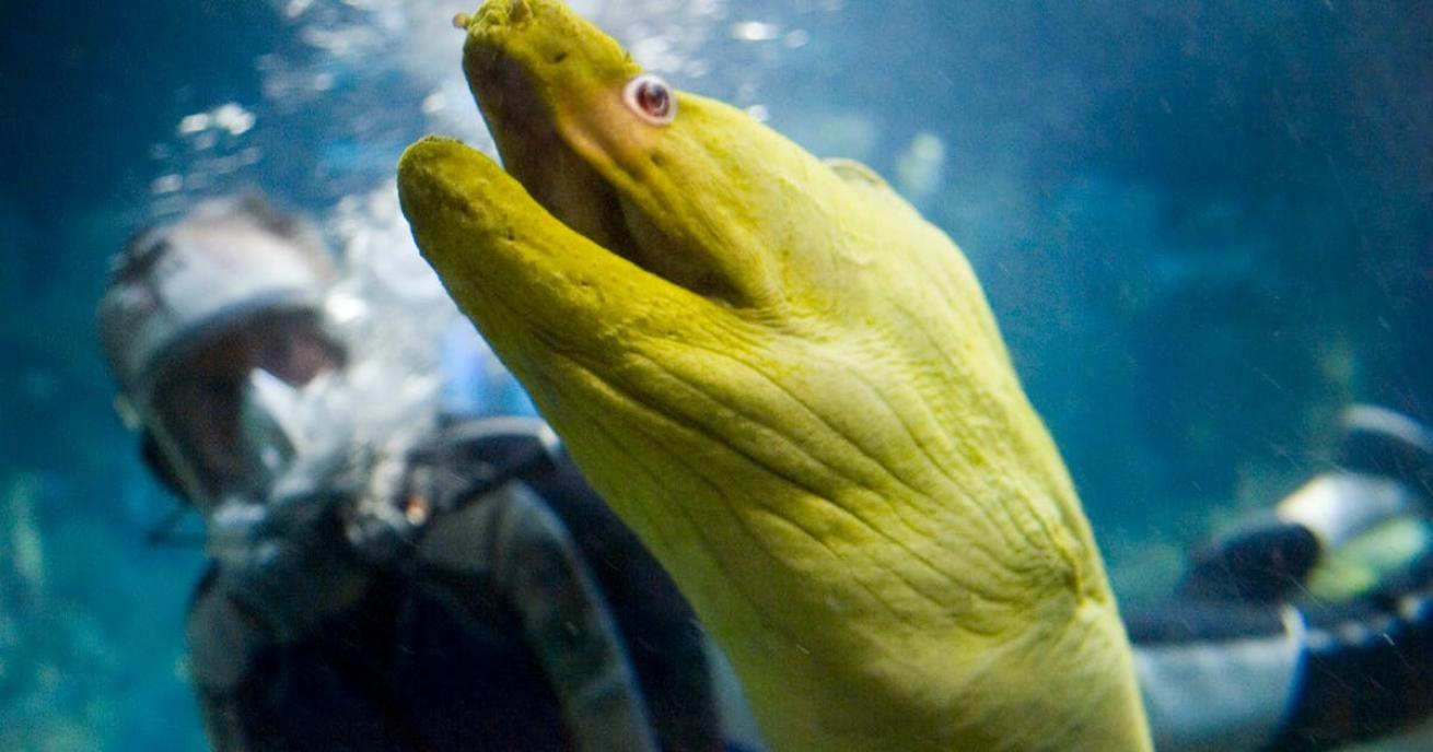 Shedd Aquarium Volunteer Diver