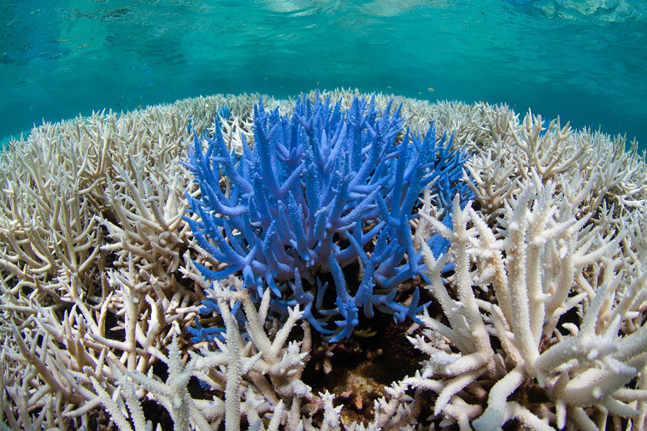 Blue bleached coral